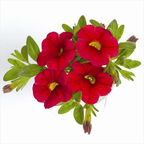 Photos von Blumenvarianten benutzt als: Ampel/Topf Calibrachoa RED FOX Aloha® Red