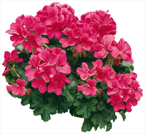 Photos von Blumenvarianten benutzt als: Topf, Beet, Terrasse Pelargonium zonale Caliente® Coral