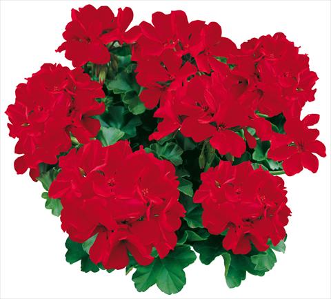 Photos von Blumenvarianten benutzt als: Topf, Beet, Terrasse Pelargonium zonale Caliente® Deep Red