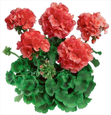 Photos von Blumenvarianten benutzt als: Topf, Beet, Terrasse Pelargonium zonale Classic Noblesse