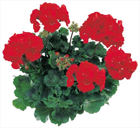 Photos von Blumenvarianten benutzt als: Topf, Beet, Terrasse Pelargonium zonale Tango® Dark Red