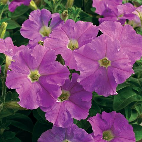 Photos von Blumenvarianten benutzt als: Topf und Beet Petunia milliflora Picobella F1 Light Lavender