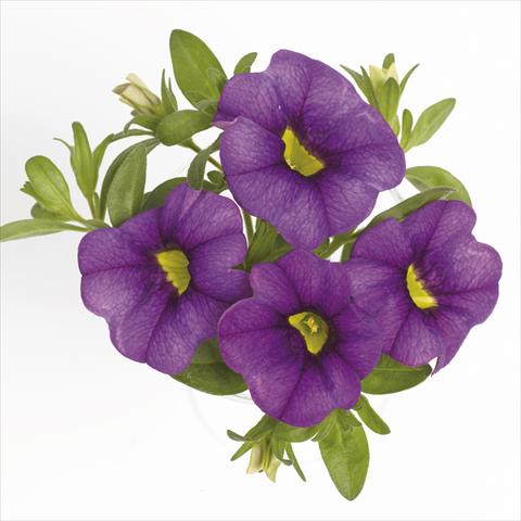 Photos von Blumenvarianten benutzt als: Ampel/Topf Calibrachoa RED FOX Aloha® Purple