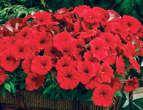 Photos von Blumenvarianten benutzt als: Topf und Beet Petunia milliflora Picobella F1 Red