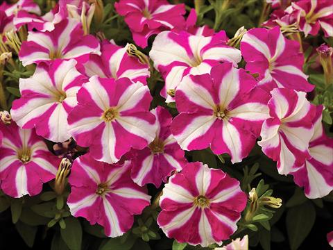 Photos von Blumenvarianten benutzt als: Topf und Beet Petunia milliflora Picobella F1 Rose Star
