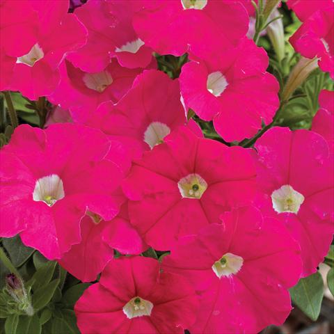 Photos von Blumenvarianten benutzt als: Topf und Beet Petunia milliflora Picobella F1 Rose