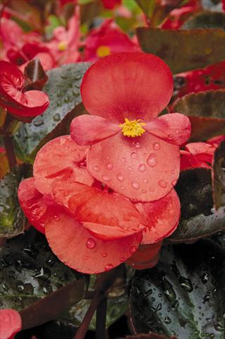Photos von Blumenvarianten benutzt als: Topf und Beet Begonia x benariensis BIG Red with Bronze leaf Improved