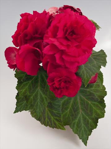 Photos von Blumenvarianten benutzt als: Topf, Beet, Terrasse, Ampel Begonia tuberhybrida NonStop® Deep Rose