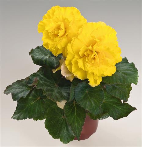 Photos von Blumenvarianten benutzt als: Topf, Beet, Terrasse, Ampel Begonia tuberhybrida NonStop® Yellow with Red Back