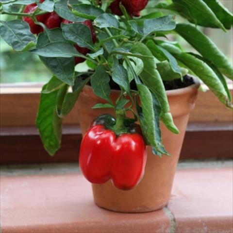 Photos von Blumenvarianten benutzt als: Topf und Beet Capsicum annuum Redskin Pepper