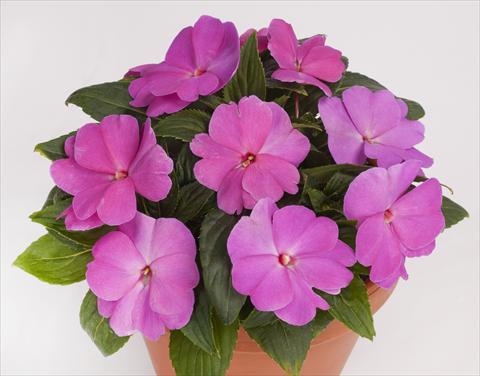Photos von Blumenvarianten benutzt als: Topf, Beet, Terrasse, Ampel Impatiens N. Guinea pac® Impacio® Lavender Pink