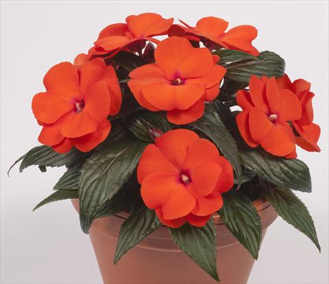 Photos von Blumenvarianten benutzt als: Topf, Beet, Terrasse, Ampel Impatiens N. Guinea pac® Impacio® Orange