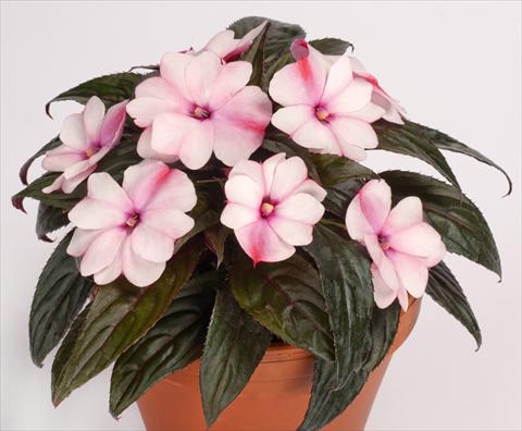Photos von Blumenvarianten benutzt als: Topf, Beet, Terrasse, Ampel Impatiens N. Guinea pac® Impacio® Pearl