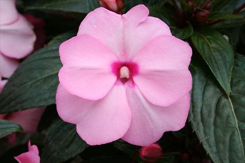 Photos von Blumenvarianten benutzt als: Topf, Beet, Terrasse, Ampel Impatiens N. Guinea pac® Impacio® Soft Pink