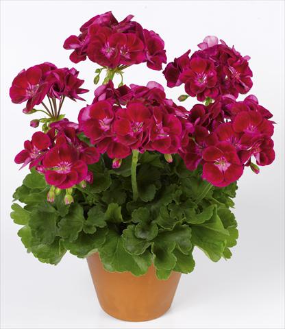 Photos von Blumenvarianten benutzt als: Topf, Beet, Terrasse Pelargonium zonale pac® Flower Fairy® Velvet