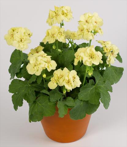 Photos von Blumenvarianten benutzt als: Topf, Beet, Terrasse Pelargonium zonale pac® First Yellow Improved