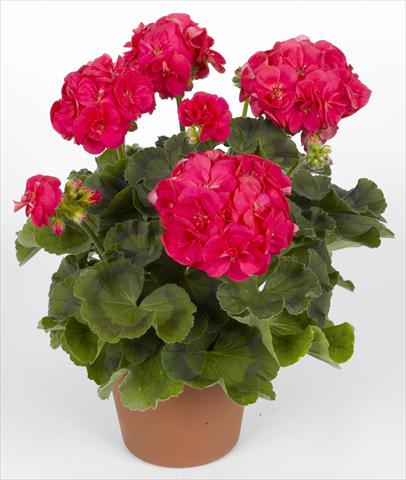 Photos von Blumenvarianten benutzt als: Topf, Beet, Terrasse Pelargonium zonale pac® Ludo