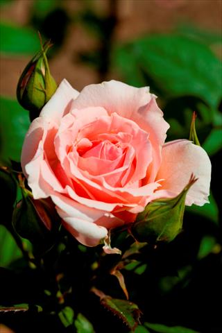 Photos von Blumenvarianten benutzt als: Beet- / Rabattenpflanze Rosa paesaggistica Donatella®