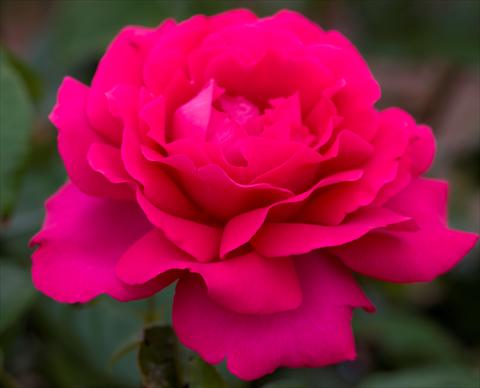 Photos von Blumenvarianten benutzt als: Beet- / Rabattenpflanze Rosa paesaggistica Velasquez®