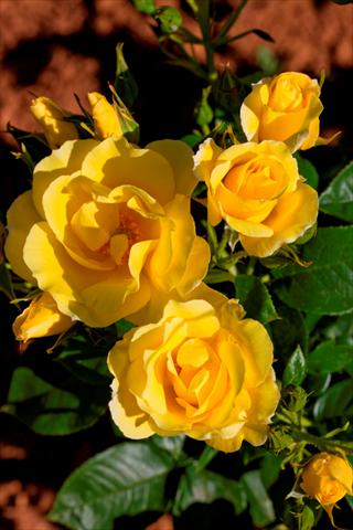Photos von Blumenvarianten benutzt als: Beet- / Rabattenpflanze Rosa rampicante Gp Happiness®