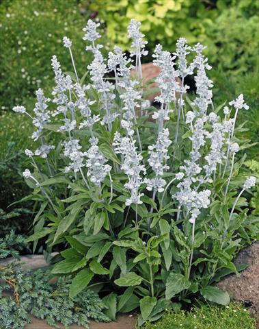 Photos von Blumenvarianten benutzt als: Beet- / Rabattenpflanze Salvia farinacea Evolution® White