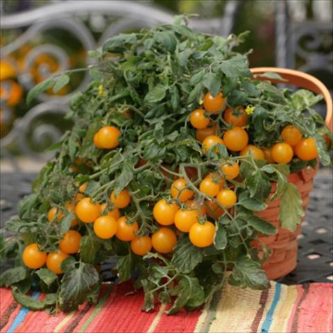 Photos von Blumenvarianten benutzt als: Topf, Beet, Terrasse Solanum lycopersicum (pomodoro) Tumbling Junior