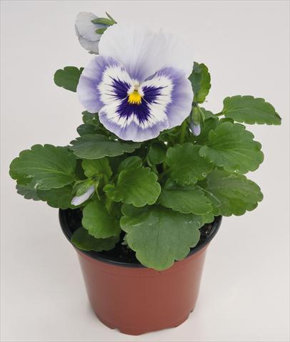 Photos von Blumenvarianten benutzt als: Topf und Beet Viola wittrockiana Inspire® Blue Angel