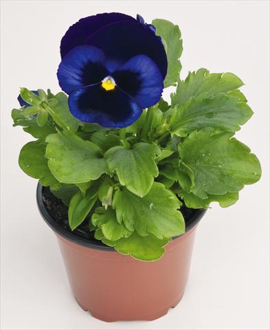 Photos von Blumenvarianten benutzt als: Topf und Beet Viola wittrockiana Inspire® Blue Velvet