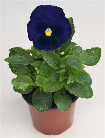 Photos von Blumenvarianten benutzt als: Topf und Beet Viola wittrockiana Inspire® Deep Blue with Blotch