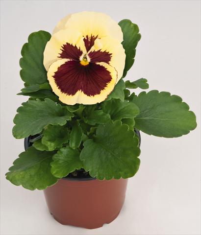 Photos von Blumenvarianten benutzt als: Topf und Beet Viola wittrockiana Inspire® Lemon with Red Blotch