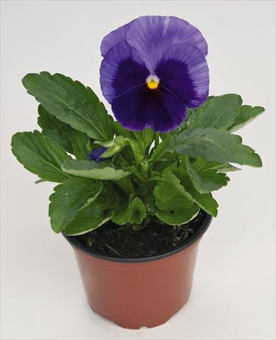 Photos von Blumenvarianten benutzt als: Topf und Beet Viola wittrockiana Inspire® Lilac with Blotch