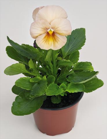Photos von Blumenvarianten benutzt als: Topf und Beet Viola wittrockiana Inspire® Peach Shades Improved