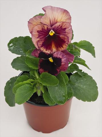 Photos von Blumenvarianten benutzt als: Topf und Beet Viola wittrockiana Inspire® Terracotta