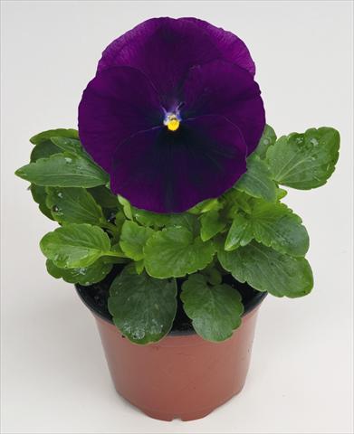 Photos von Blumenvarianten benutzt als: Topf und Beet Viola wittrockiana Thriller® F1 Purple