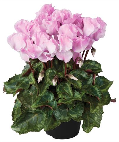 Photos von Blumenvarianten benutzt als: Topf und Beet Cyclamen persicum Super Serie® Jive® F1 Neon Flamed