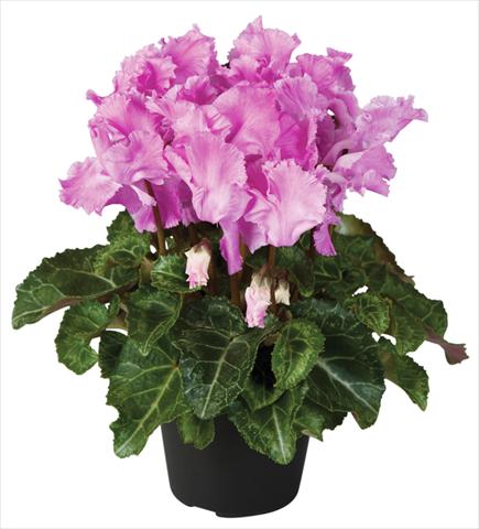 Photos von Blumenvarianten benutzt als: Topf und Beet Cyclamen persicum Super Serie® Jive® F1 Violet Flamed