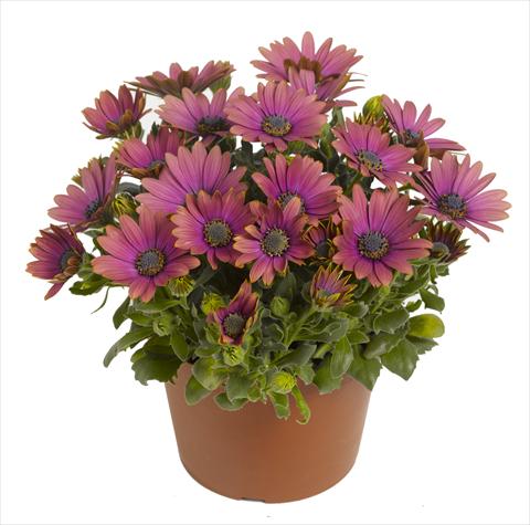 Photos von Blumenvarianten benutzt als: Topf und Beet Osteospermum RED FOX Summertime® Blueberry