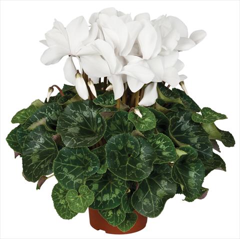 Photos von Blumenvarianten benutzt als: Topf und Beet Cyclamen persicum Super Serie® Mammoth® F1 Cream White