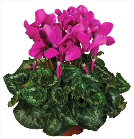 Photos von Blumenvarianten benutzt als: Topf und Beet Cyclamen persicum Super Serie® Mammoth® F1 Dark Violet