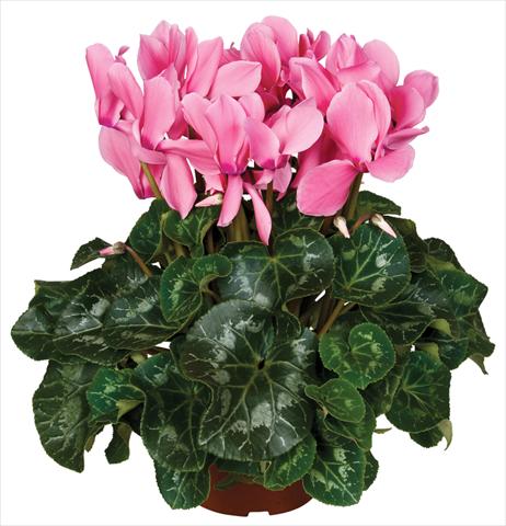 Photos von Blumenvarianten benutzt als: Topf und Beet Cyclamen persicum Super Serie® Mammoth® F1 Light Salmon Pink