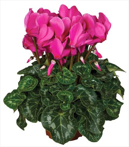 Photos von Blumenvarianten benutzt als: Topf und Beet Cyclamen persicum Super Serie® Mammoth® F1 Magenta