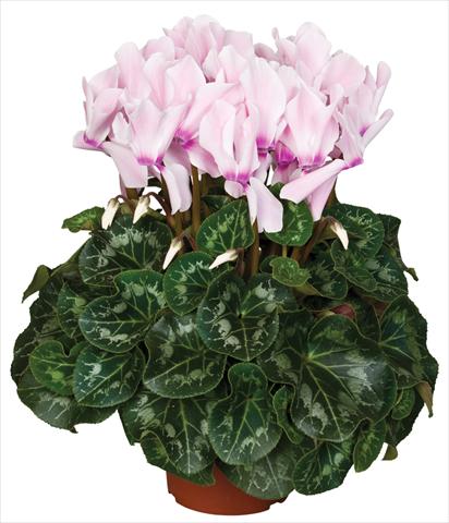 Photos von Blumenvarianten benutzt als: Topf und Beet Cyclamen persicum Super Serie® Mammoth® F1 Neon Flamed Light