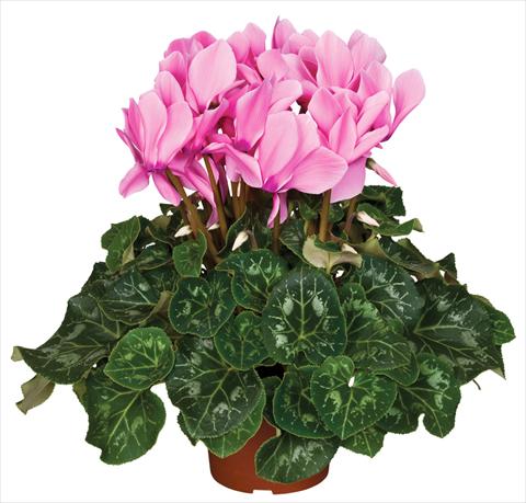 Photos von Blumenvarianten benutzt als: Topf und Beet Cyclamen persicum Super Serie® Mammoth® F1 Neon Pink