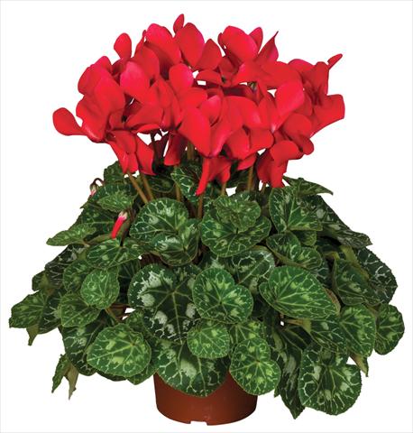 Photos von Blumenvarianten benutzt als: Topf und Beet Cyclamen persicum Super Serie® Mammoth® F1 Red