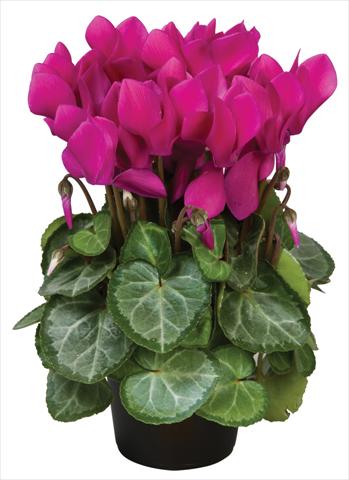 Photos von Blumenvarianten benutzt als: Topf und Beet Cyclamen persicum Super Serie® Michelangelo® F1 Dark Violet