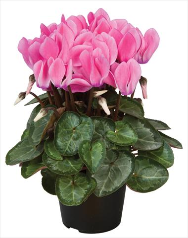 Photos von Blumenvarianten benutzt als: Topf und Beet Cyclamen persicum Super Serie® Michelangelo® F1 Neon Flamed