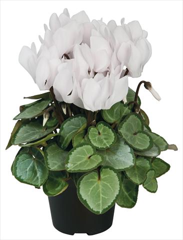 Photos von Blumenvarianten benutzt als: Topf und Beet Cyclamen persicum Super Serie® Michelangelo® F1 Pure White