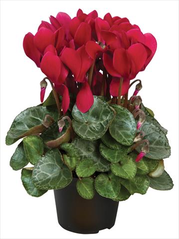 Photos von Blumenvarianten benutzt als: Topf und Beet Cyclamen persicum Super Serie® Michelangelo® F1 Wine Red