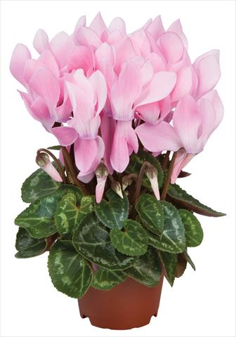 Photos von Blumenvarianten benutzt als: Topf und Beet Cyclamen persicum Super Serie® Micro® F1 Neon Flamed