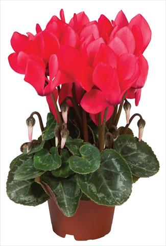Photos von Blumenvarianten benutzt als: Topf und Beet Cyclamen persicum Super Serie® Micro® F1 Salmon Red
